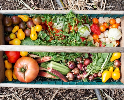 Collection of fruit and vegetables from garden